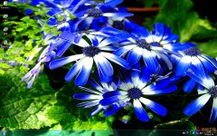 五彩繽紛蘭花Win7主題