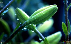 綠色護(hù)眼植物Win7主題