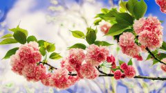 薔薇花高清壁紙
