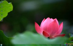 夏季淡雅荷花Win7主題