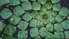 水生植物菱葉水龍Win7主題