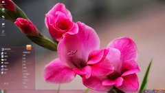 粉色唐菖蒲Win7主題