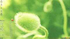 清新翠綠植物Win7主題