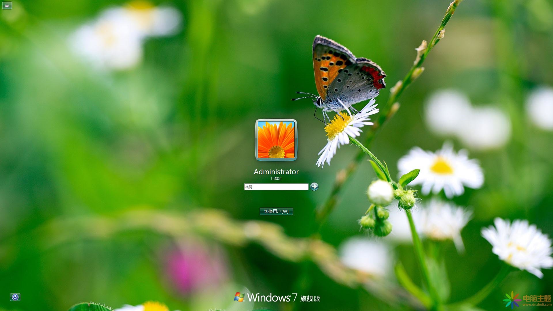 花朵上的蝴蝶Win7主題