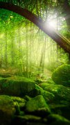 叢林里的陽(yáng)光手機(jī)壁紙