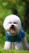 可愛毛茸茸比熊犬手機(jī)壁紙