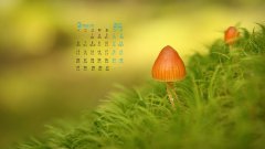 2017年3月唯美可愛真菌電腦壁紙