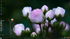 清新玫瑰花蕾Win7主題
