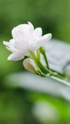 唯美白色茉莉花手機壁紙