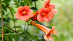 炮仗花花語壁紙