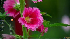 艷麗蜀葵花Win7主題