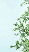 小清新春天綠色植物手機(jī)壁紙