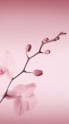 華為p10自帶手機(jī)壁紙