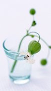 清新小花自然手機(jī)壁紙