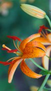 百合花高清攝影手機壁紙