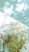 小清新綠色植物盆栽手機壁紙