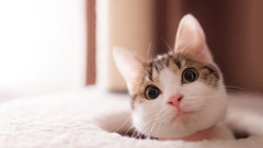 o˸ڼ