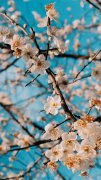 唯美花朵風(fēng)景手機(jī)壁紙