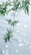 綠色植物高清手機(jī)壁紙