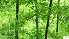 清新綠色竹子X(jué)P主題