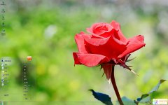 艷麗紅色玫瑰花Win7主題