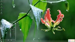 雨后清新花卉XP主題