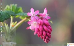 粉紅奇異花朵Win7主題