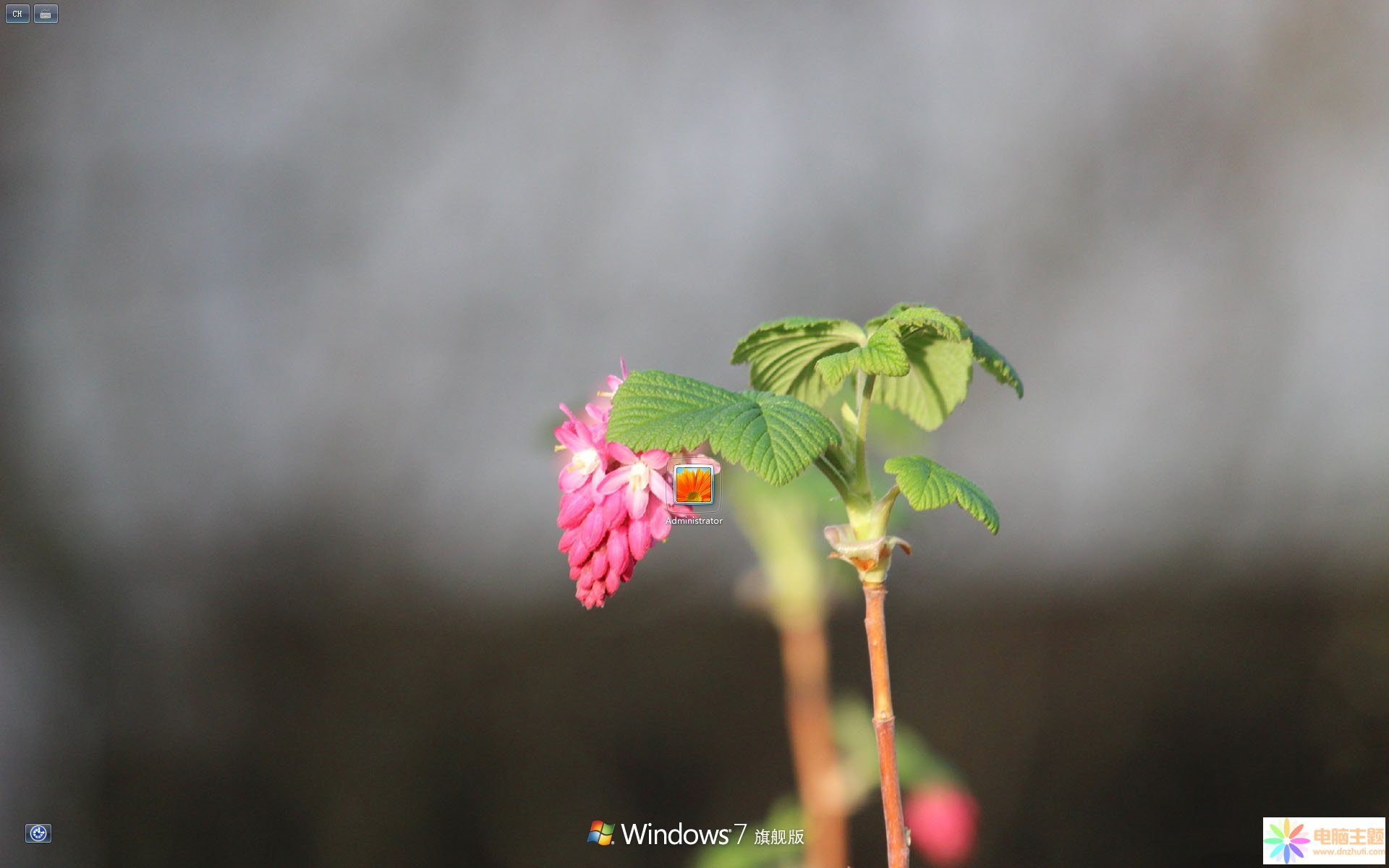 粉紅奇異花朵Win7主題