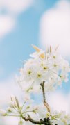 唯美清新白色梨花手機(jī)壁紙