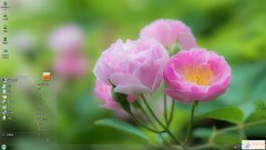 清新薔薇花Win7主題