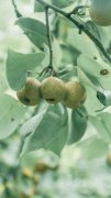 清新綠色護(hù)眼植物手機(jī)壁紙