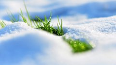 雪中的植物