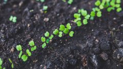 植物幼苗圖片壁紙