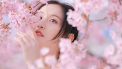 櫻花樹下的的美女圖片壁紙