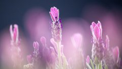 高清薰衣草花田圖片壁紙