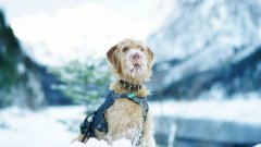 雪地上的狗狗圖片壁紙
