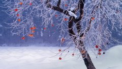 冰雪景色主題電腦壁紙