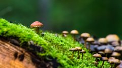 唯美畫風(fēng)野生蘑菇電腦壁紙