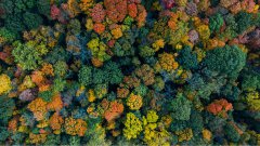 俯視綠色森林大自然風(fēng)景電腦壁紙