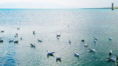 青海湖唯美海鷗電腦壁紙