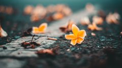 簡(jiǎn)單小花電腦壁紙