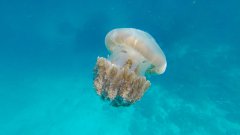 水母好看的海洋生物電腦壁紙