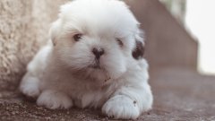 狗頭可愛表情電腦壁紙