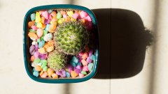 可愛的仙人掌電腦壁紙