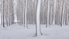 冬日雪景電腦壁紙